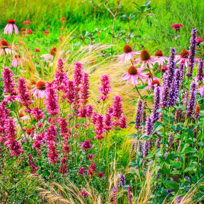 herbaceous border filled with colorful perennials including salvia and coneflowers