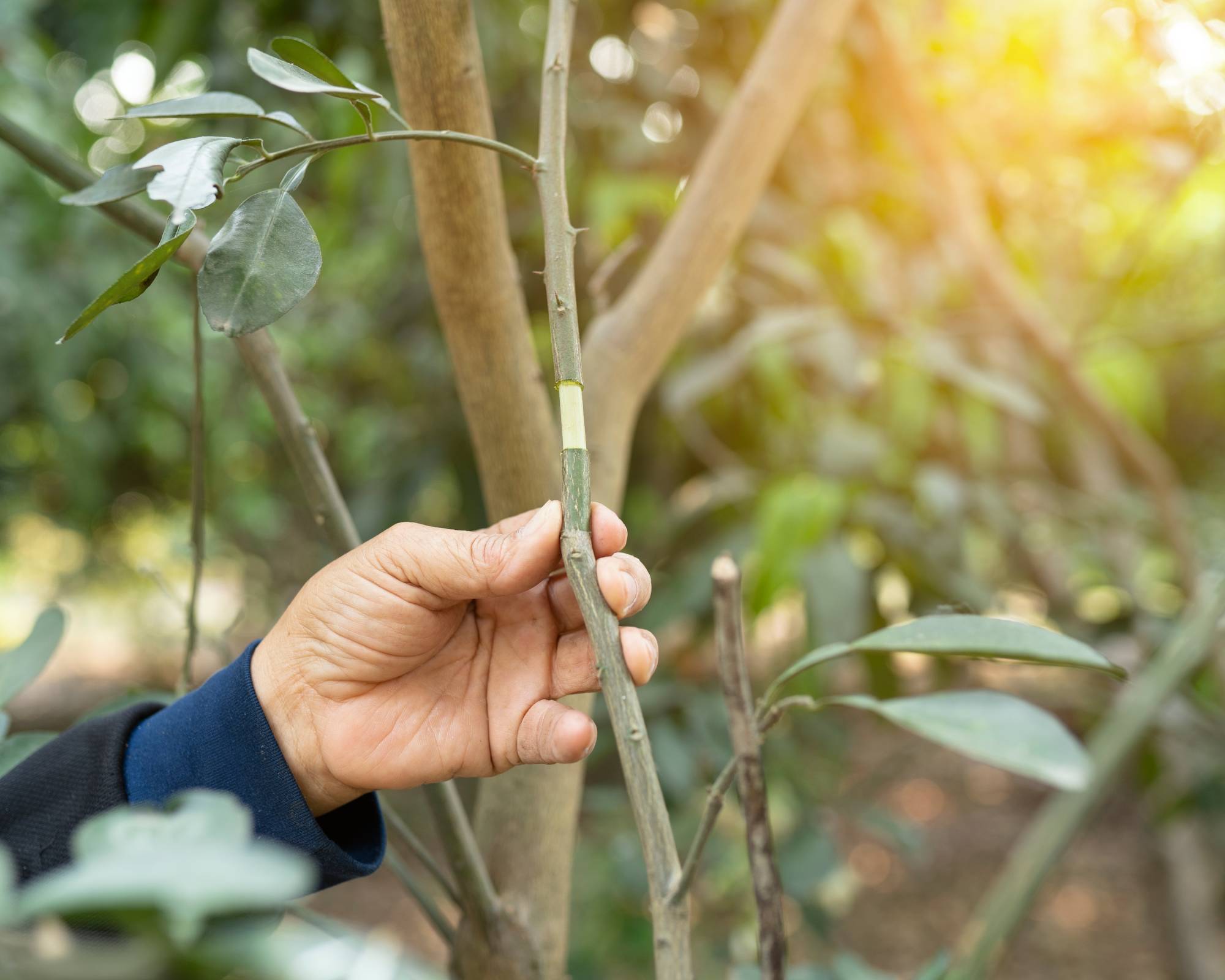 Propagating plant with air layering or grafting