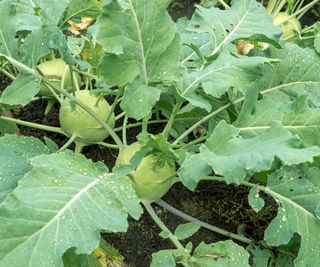 kohlrabi plants and crops ripening on the plot