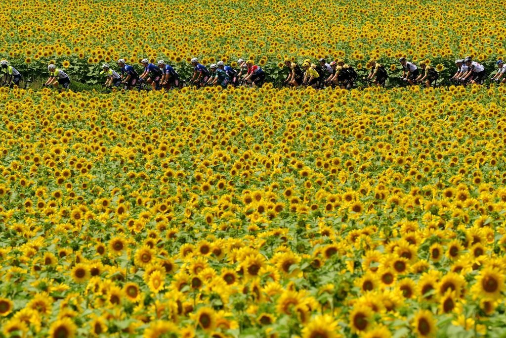 LIMOGES FRANCE JULY 08 A general view of the peloton passing through a sunflowers field during the stage eight of the 110th Tour de France 2023 a 2007km stage from Libourne to Limoges UCIWT on July 08 2023 in Limoges France Photo by David RamosGetty Images