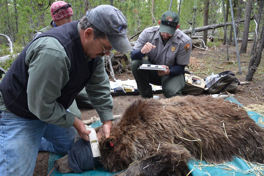 yellowstone grizzly bears