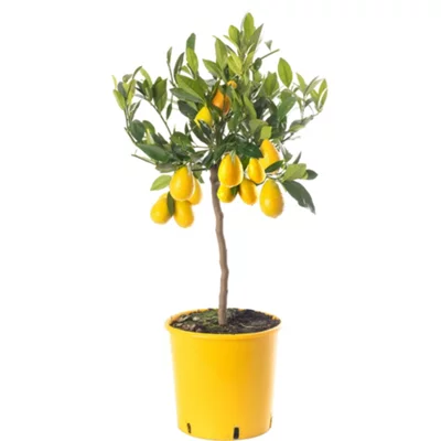 Limequat Tree - Outdoor Fruit Tree, Grow Your Own Tasty Fruits, Ideal Size for Uk Gardens in 20cm Pot (2-3ft)