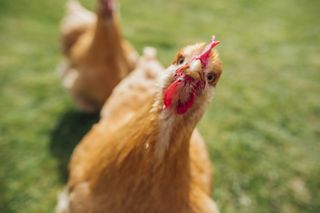 Buff Orpington Hen