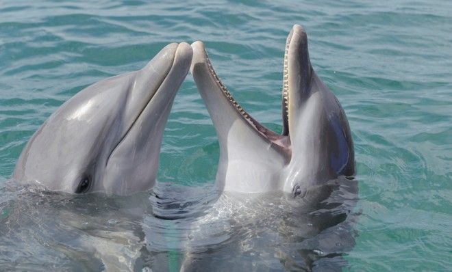 Dolphins