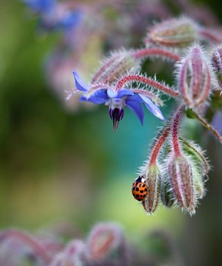 borage with ladybird on the flower