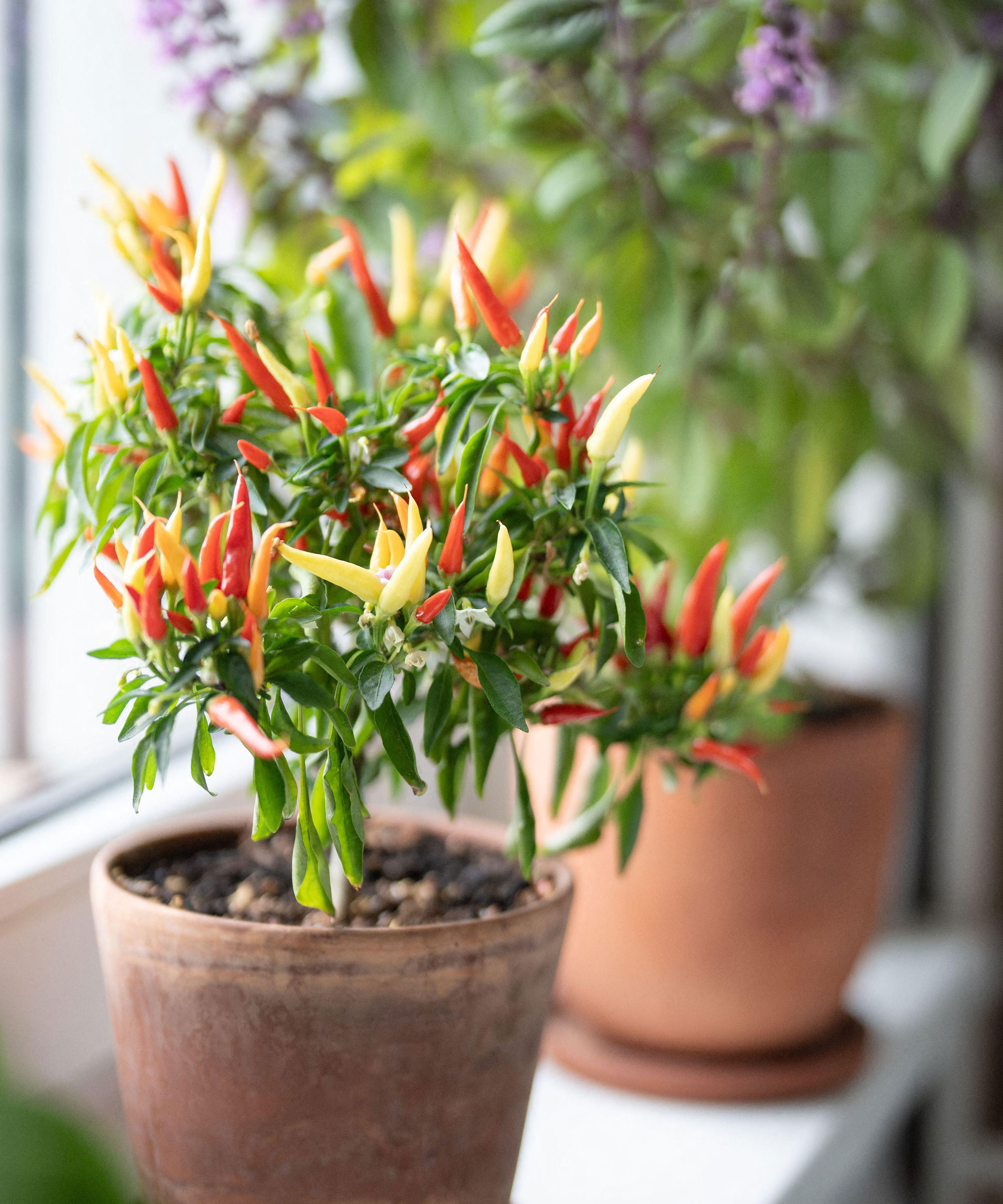 small fruiting chili pepper plant sitting on windowsill