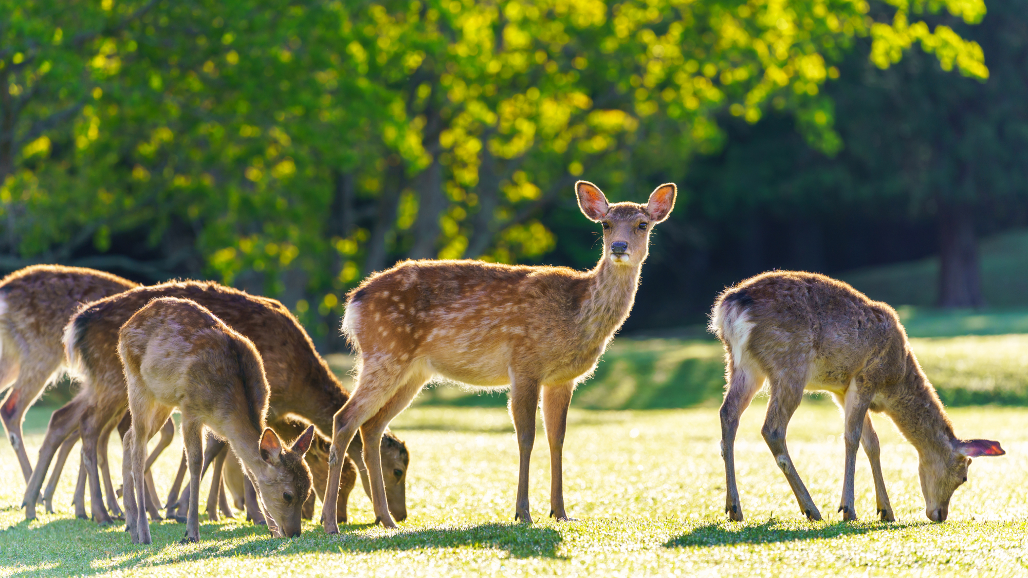Group of deer in yard