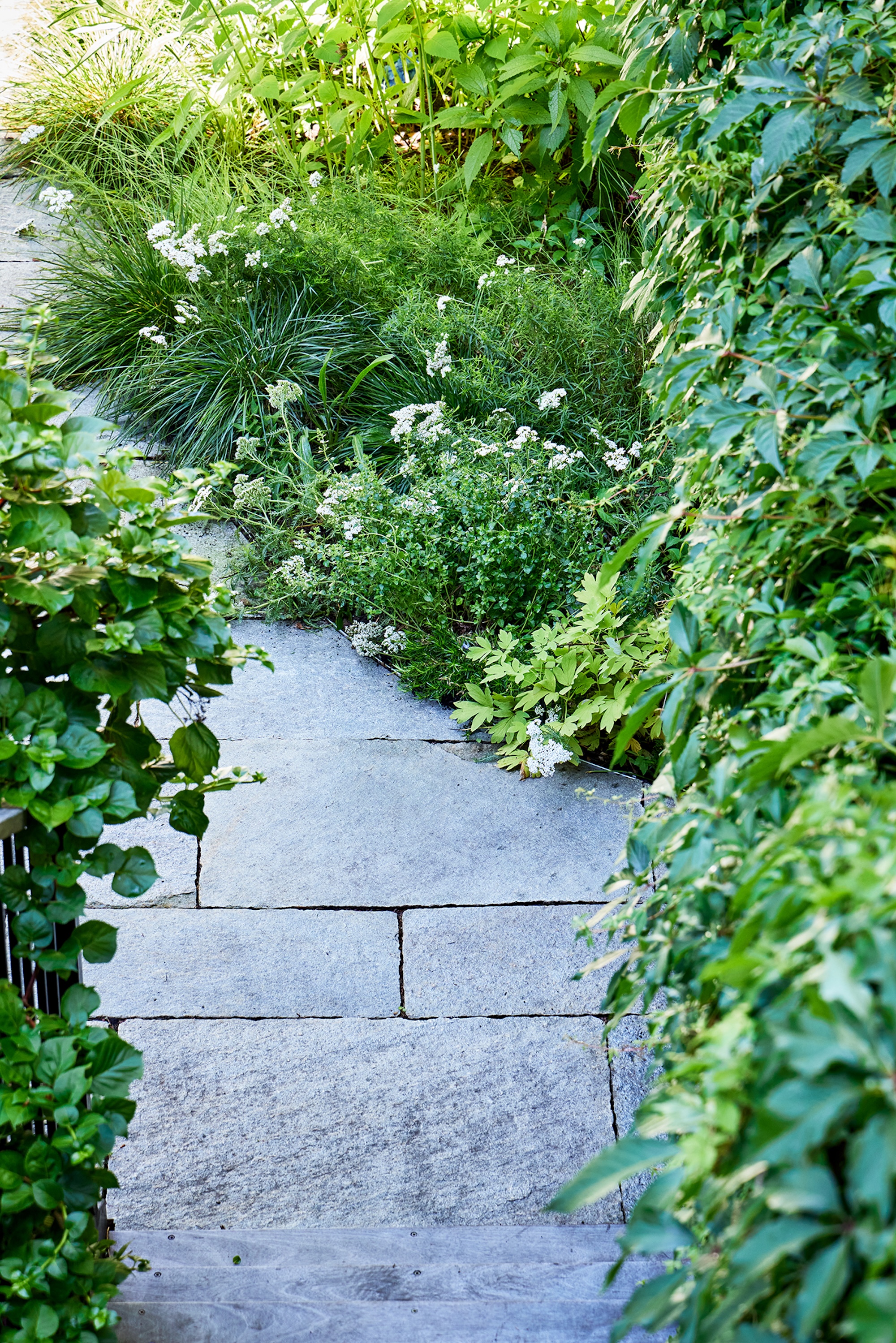 Barbara Bush Brooklyn Backyard