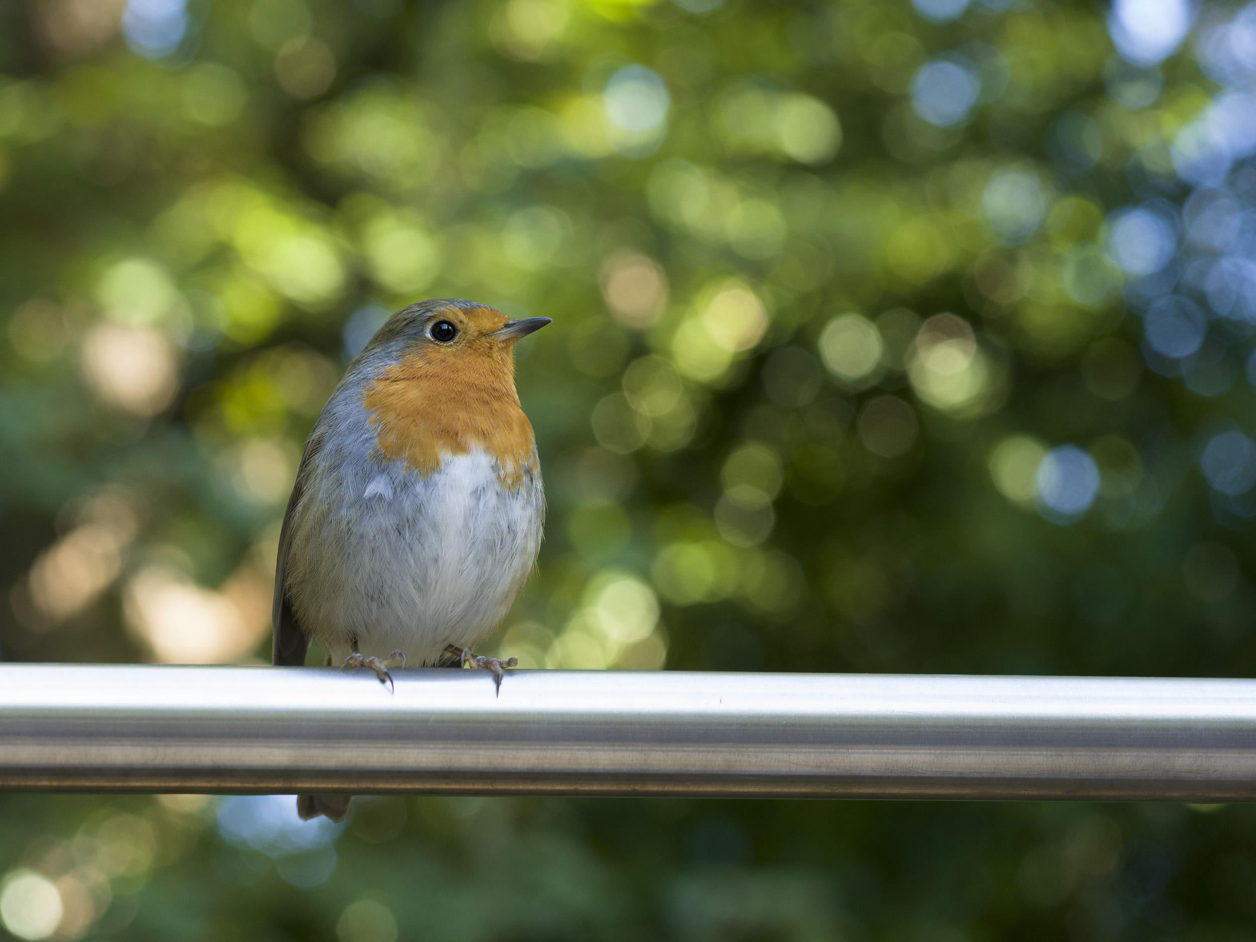 Sample image taken with the Hasselblad X2D 100C of a robin this time cropped in closely