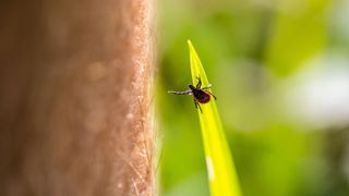 close up of a deer tick on a blade of grass reaching one of its legs towards a bare human leg