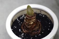 Amaryllis Bulb Planted in Potted Soil