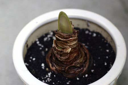 Amaryllis Bulb Planted in Potted Soil