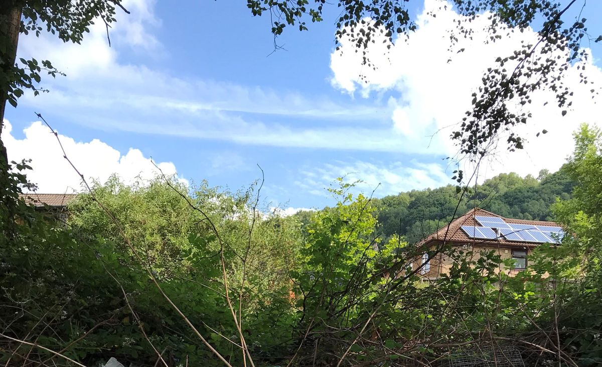 Overgrown plants at the bottom of a garden on top of a broken shed