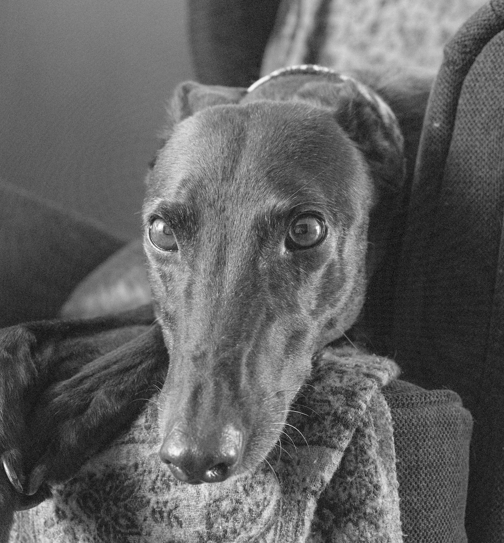 A photo of a black greyhound taken on the Fujifilm GFX100S II