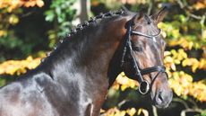 Conthargos, pictured, has been put down aged 19