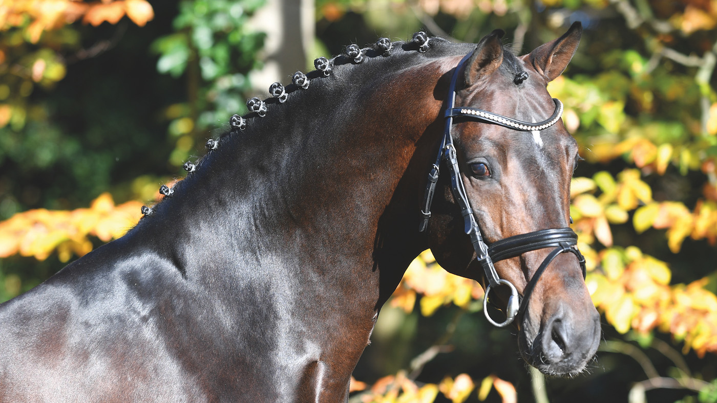 Conthargos, pictured, has been put down aged 19
