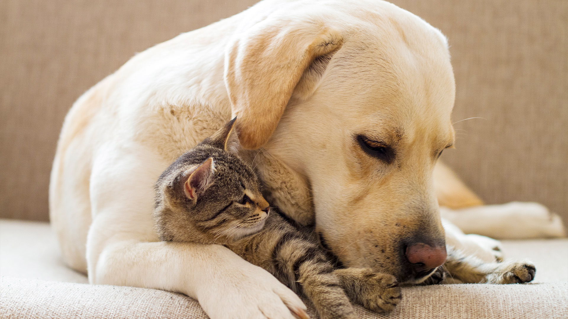 Labrador Retriever with cat on couch