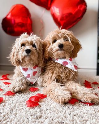 Valentine's Day dog photoshoot