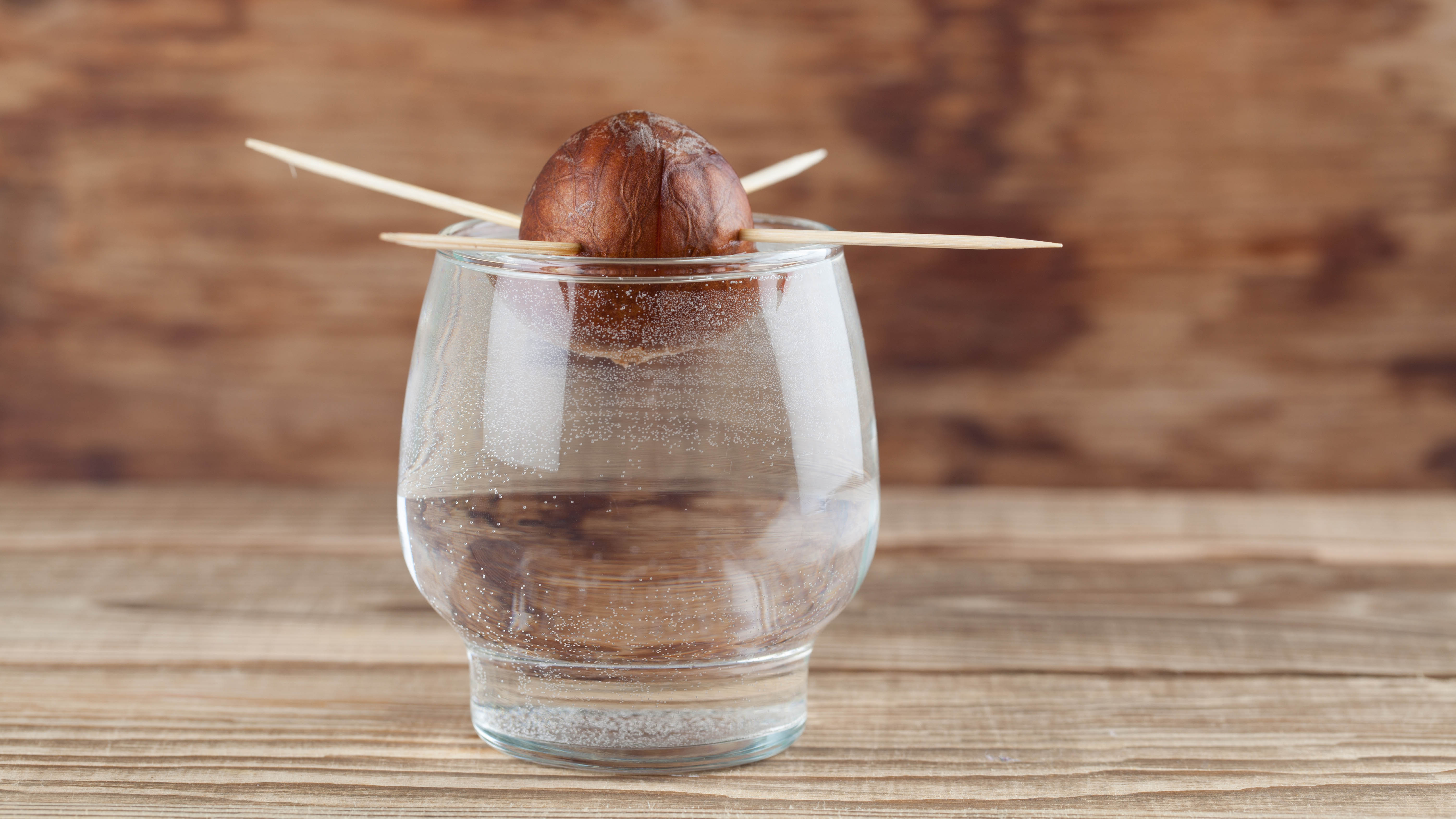 An avocado seed which has been pierced with toothpicks and is suspended over a glass of water