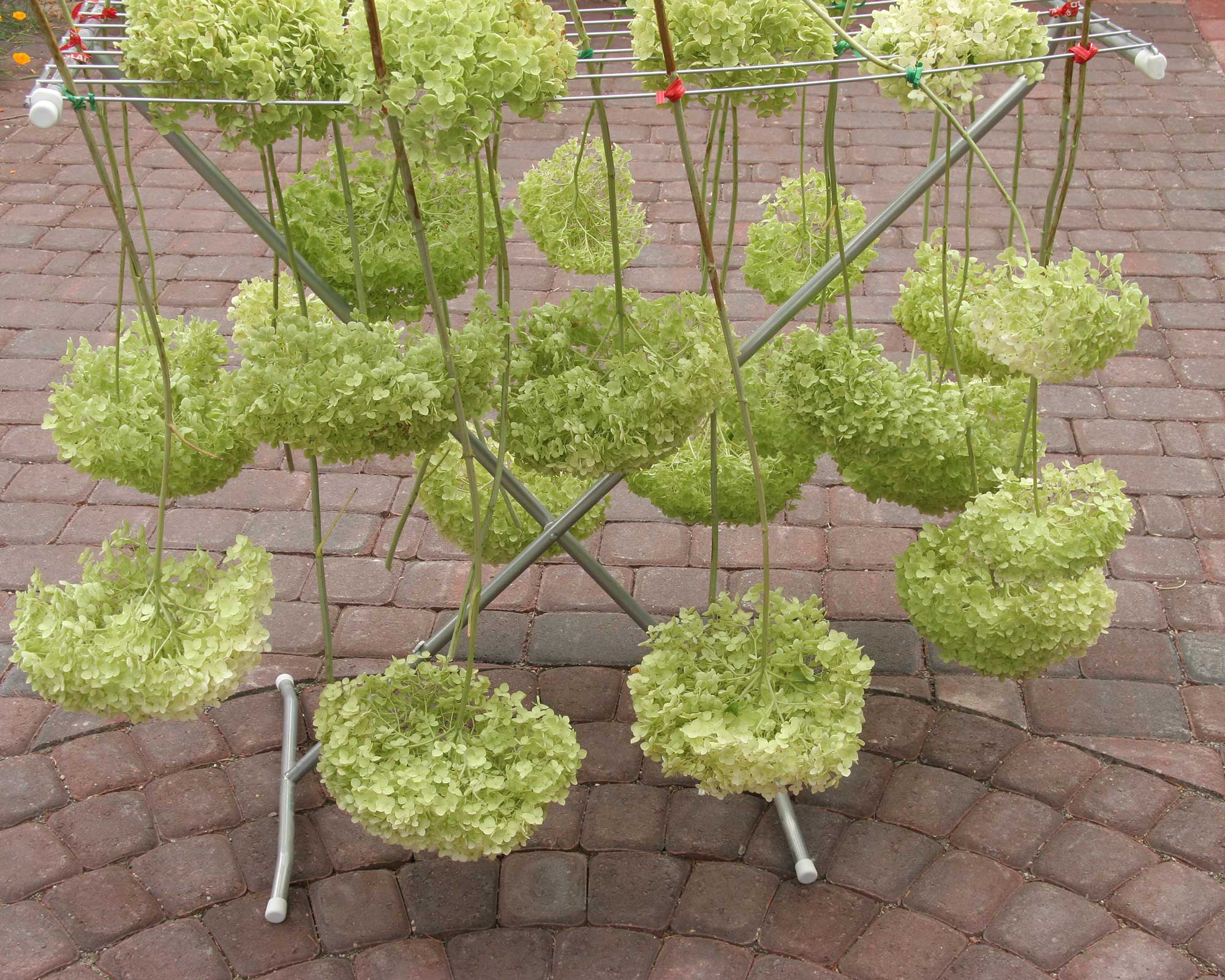 How to dry hydrangeas our easy guide to preserving flowers Gardeningetc