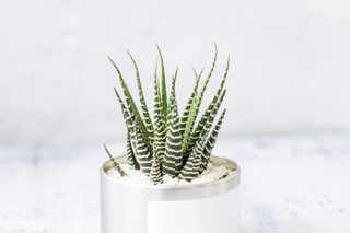 close up of a small succulent in a pot