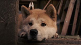 Hachi waiting in Hachi: A Dog's Tale