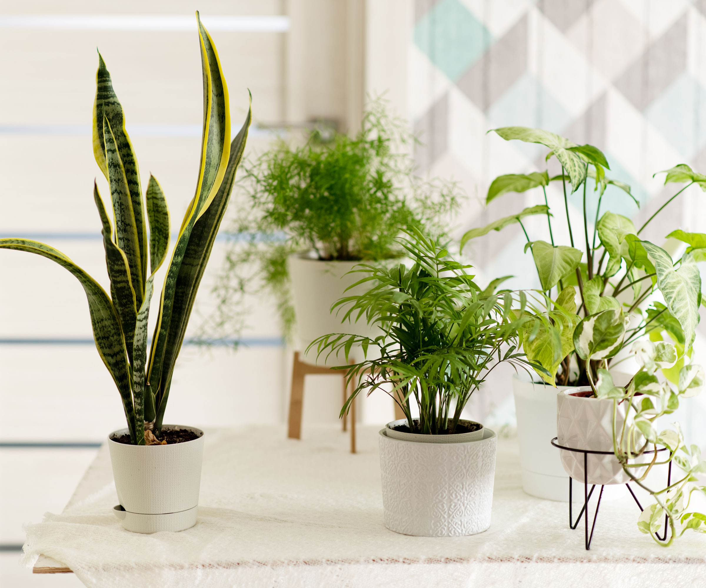 snake plant with other houseplants in white pots in living room