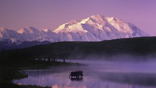 what to do if you meet a moose: Denali moose