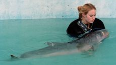 Clearwater Marine Aquarium volunteer Kelly Hale monitors the dwarf sperm whale in a pool that is being cared for by the center after it was found stranded on the East coast of Florida.