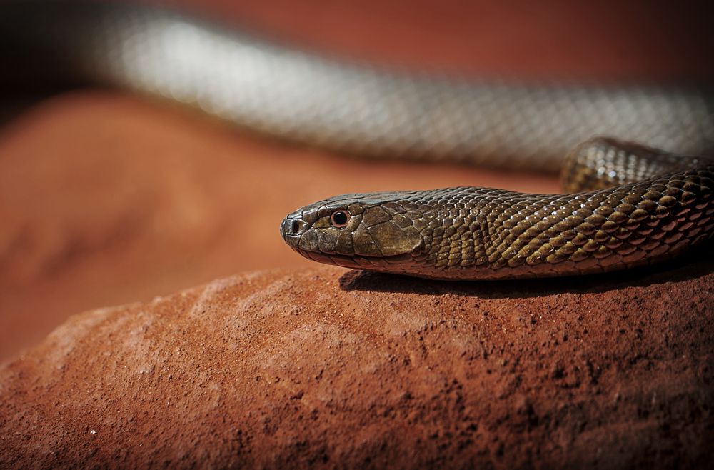 inland taipan snake