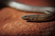 inland taipan snake