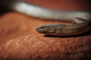 inland taipan bite symptoms