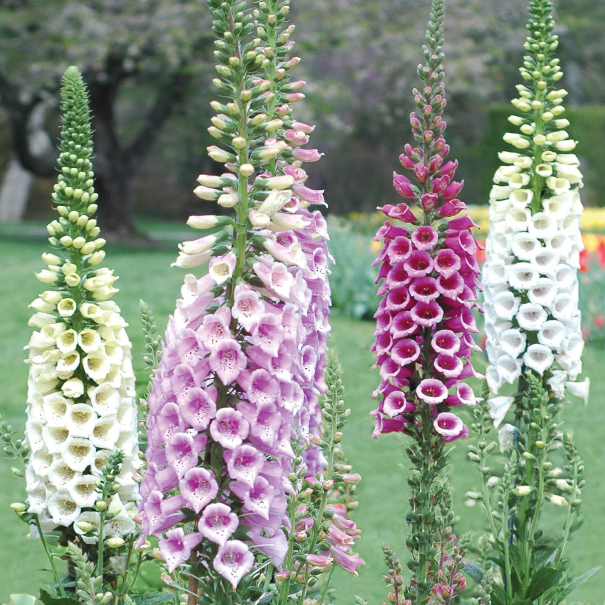 Foxy Mixed Colors Foxglove Seeds
