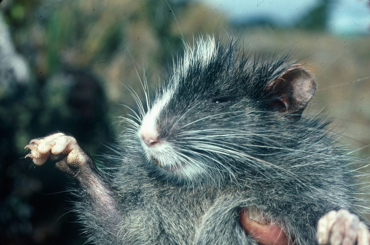 Chinchilla tree rat.