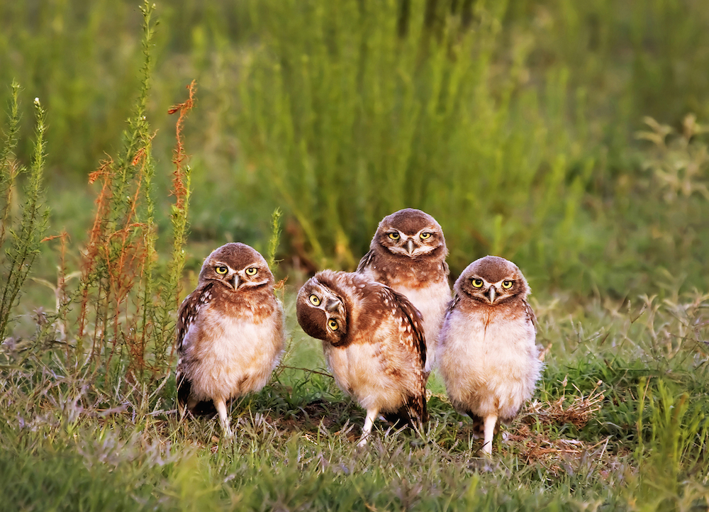 owl giving side-eye