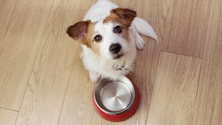 Dog standing next to empty food bowl