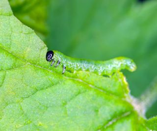 gooseberries in leaf being attacked by sawfly larvae