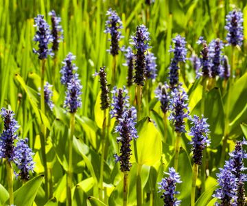 Stunning Frogs And Plants Compatible Combination image