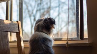 australian shepherd dog waiting by window