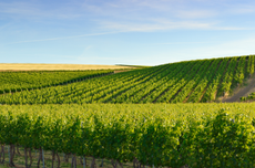 Abeja's Heather Hill estate vineyard.