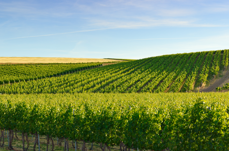 Abeja's Heather Hill estate vineyard.