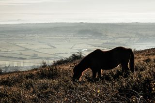 horse grazing in landscape