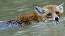 A fox