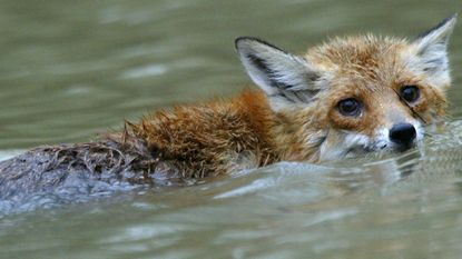 A fox