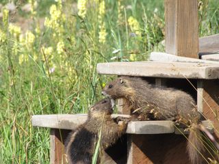 marmot, masculinized, endocrine disruptor, testosterone, litter, chemical pollution, yellow bellied marmots, sexual dimorphism, behavior modification, 