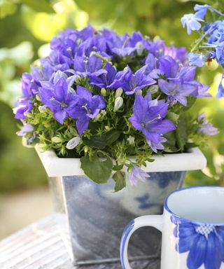 Bellflowers in flower pot with a china teacup