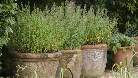 Herb garden in terracotta planters