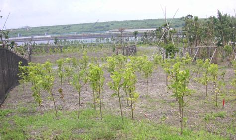 Plant and sky