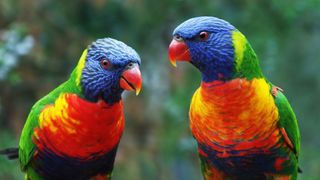 Rainbow Lorikeet