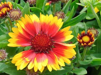 Red-Yellow Blanket Flowers